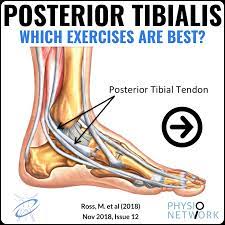 Physio Network Posterior Tibialis Today S Post Is Facebook