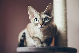 This struggle is made worse by the volume of poor quality cheap cat trees masquerading as sturdy large cats need a cat tower that's durable and can handle the force of them jumping on and off it with ease. The Best Cat Activity Trees Pet Toy Uk 2021