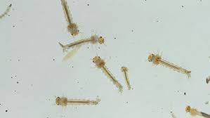 Maybe you would like to learn more about one of these? Mosquito Larvae And Worms Water Stock Footage Video 100 Royalty Free 2130860 Shutterstock