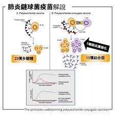 Let 39 s talk about pneumococcal disease 什么是肺炎链球菌. Nlnppptdudu2dm