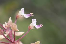 Image result for Coleus betonicifolius