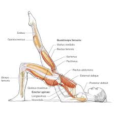 I always found a diagram of the human body to be very useful when it came to training. Pin On Fit