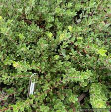 Image result for Antrocaryon nannanii