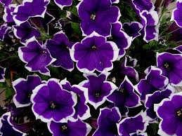 Plant with tiny purple and white flowers. 230 Purple White Flowers Ideas Purple And White Flowers Flowers Plants