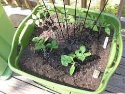 Rubbermaid Container Garden Container Gardening Vegetables Plants Container Gardening