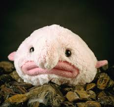 Read the latest stefan lofven headlines, on newsnow: Blobfish Mjukisdjur Partydrinkar