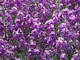 Nur noch 7 auf lager. Goldlack Bowles Mauve Finde Deine Neue Staude Online Ratgeber
