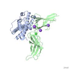 Image result for Prolactin