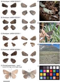 Image result for Satyrium flavum