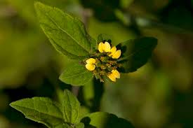 Image result for Sclerocarpus africanus