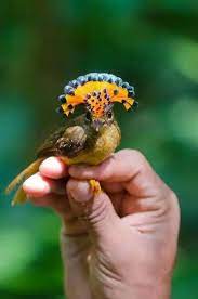 royal flycatcher vahsi hayvanlar guzel kuslar hayvanlar