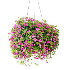 Image result for foto Million Bells