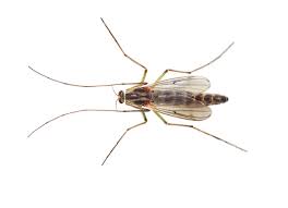 Midges or gnats (biting midges) are a terrible company to have either in the bedroom or in the yard. Midge Information