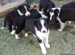 Reg Border Collie Pups Price 500 00 For Sale In Klamath Falls Oregon Best Pets Online