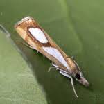 Image result for Catoptria pinella