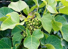 Image result for Jatropha curcas