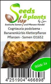 Image result for Cogniauxia podolaena