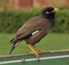 Burung ini adalah binatang endemik karena hanya dapat ditemukan di bali. Daftar Harga Burung Jalak Nias Terbaru September 2020