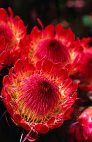 Pin On Flower Photos