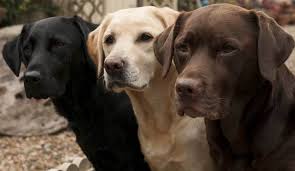 Rd.com pets & animals dogs mitja2/getty images there's a lot of debate about what the cutest dog breeds are. 8 Dog Breeds That Look Like Labs Patchpuppy Com