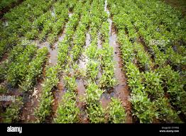 Image result for Macrotyloma uniflorum