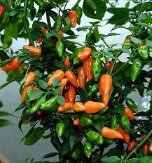 Recently, i've used only rockwool cubes for germinating and producing cuttings as they can be used for both; Fatalii S Empire Growing Chiles With Hydroponics