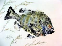 It's been a little bit of a hectic week topped off with a call from a our painting company that they could get ocean sunfish coloring page. Amazon Com Bluegill Sunfish Number 3 Gyotaku Fish Art Print 8 5 X 11 Inch Picture By Barry Singer Lake House Cottage Decor Handmade