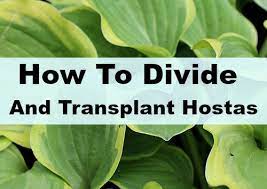 This is especially true for spring transplants, which put more energy into leaf production. How To Successfully Divide Transplant Hostas In Your Yard