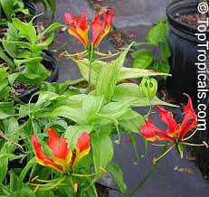 Image result for Gloriosa superba
