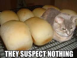 620 x 538 jpeg 61 кб. 25 Funny Cat Memes That Will Make You Lol