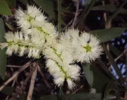 Image result for Melaleuca leucadendron
