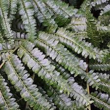 Image result for Didymochlaena truncatula