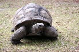 Aldabra Tortoise | Smithsonian'S National Zoo And Conservation Biology  Institute