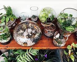 How much water, and how much sunlight? Terrarium Care How To Care For Terrariums With Succulents Cacti Tropicals Pistils Nursery