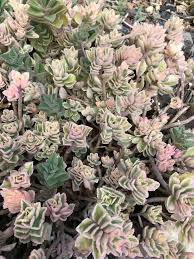 Image result for Plectranthus elegans