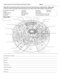 We did not find results for: Animal Cell Coloring Page Coloring Home