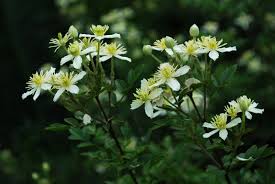 Image result for Clematis commutata