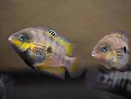 Cryptoheros Myrnae Freshwater Aquarium Fish Aquarium Fish Tropical Fish
