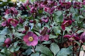 Bouquets, floral gifts, corporate subscriptions and wedding flowers. Shade Loving Plants Nz Google Search Plants Flowers Perennials Lenten Rose