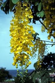 Image result for Cassia angolensis
