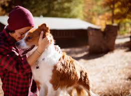 I don't down anybody, it takes two for a i'm a dog person but have two close friends for whom their cats are their heart pets, and i've seen first the shot. Low Cost Mobile Pet Vaccination Clinics Animal Hospitals And Pet Meds Vetco At Petco