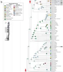 Image result for Helichrysum harveyanum