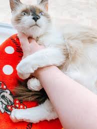 The national average for cat boarding is $25 per night. Ragdoll Cat Cost What To Expect When You Own A Ragdoll Cat The Crazy Cat Lady Tips