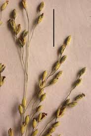 Image result for Panicum coloratum