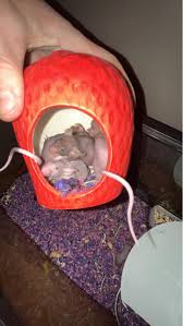 Hairless Mice for rehome in Lexington Pm for details