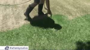 Painting Lawn Green Drought Lawn Care