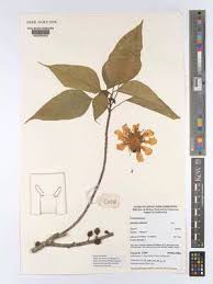 Image result for Caloncoba crepiniana