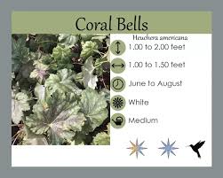 Image result for heuchera americana