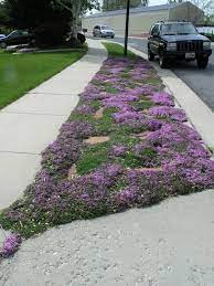 7 Easy And Cheap Cool Ideas Backyard Garden Landscape Patio Urban Backyard Garden Seating Areas Backyar Red Creeping Thyme Sidewalk Landscaping Creeping Thyme