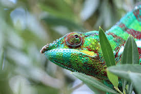 Facts about madagascar | animals. 10 Fascinating Creatures Only Found In Madagascar The Leap